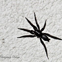 Sac Spider
