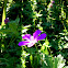 Spotted Geranium