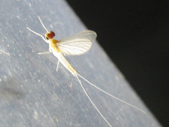 Spotting Image 1