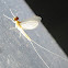 Mayflies