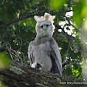 Harpy Eagle