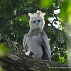 Harpy Eagle