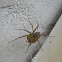 unknown spider