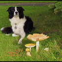 Mushrooms