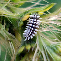 Ladybug Larvae