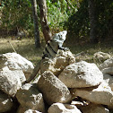 Black spiny-tailed iguana