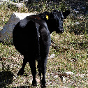 Cow