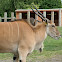 Common Eland