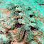 Melibe Nudibranch
