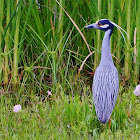 Yellow-crowned Night Heron