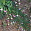 Flowering Tobbacco