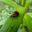 Scarlet Lily Beetle (couple)