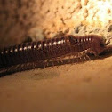 Millipede