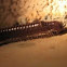 Millipede