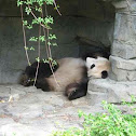 Giant Panda