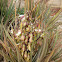 Banana Yucca