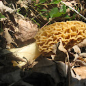 Yellow Morel