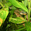 Bird-Eating Snake
