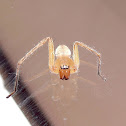 Sac spider