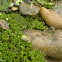Moss
