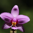 Philippine Ground Orchid