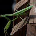 Praying Mantis