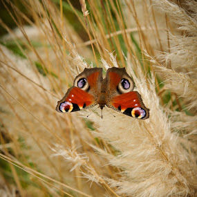 Butterfly on Pampas by Stefen Dicks - Wildlife Insects & Spiders ( butterfly, nature, insect, pampas )