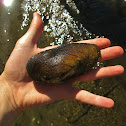 Freshwater Clam