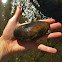 Freshwater Clam