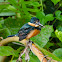 American Pygmy Kingfisher
