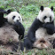 Giant Panda