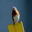 Western Bluebird