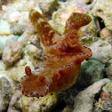 Purple-lined Nudibranch
