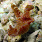Purplelined Nudibranch