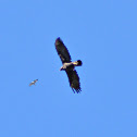 Golden Eagle