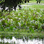 water plants