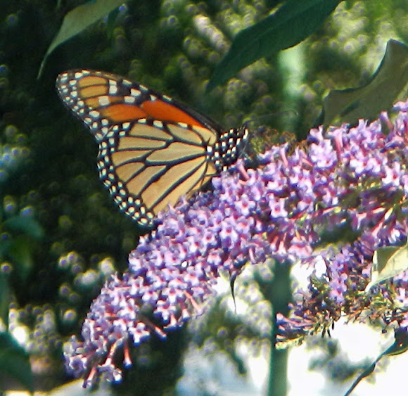 Spotting Image 1