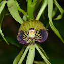 Orquidea