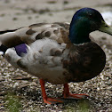 Mallard