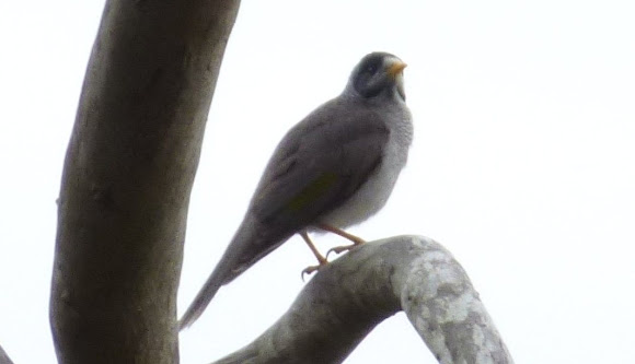 Spotting Image 1
