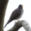 Noisy miner