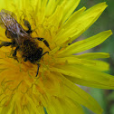 Honey Bee