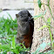 squirrel