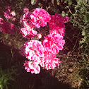 Rose Bush