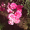 Rose Bush