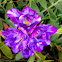 Freesia