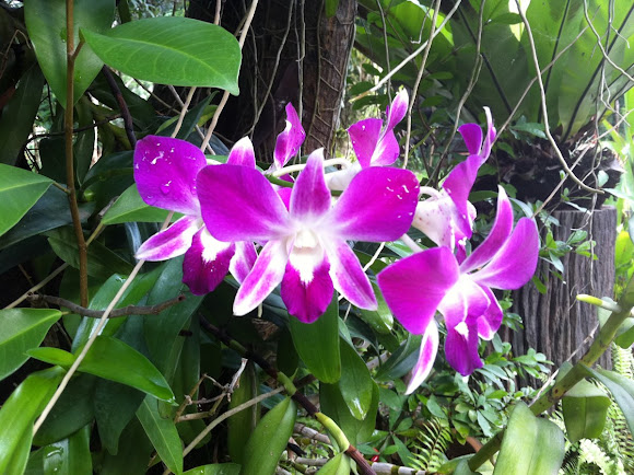 Spotting Image 1