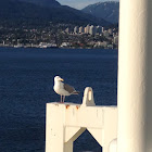 Western Gull