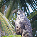 Great Black Hawk