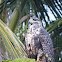Great Black Hawk
